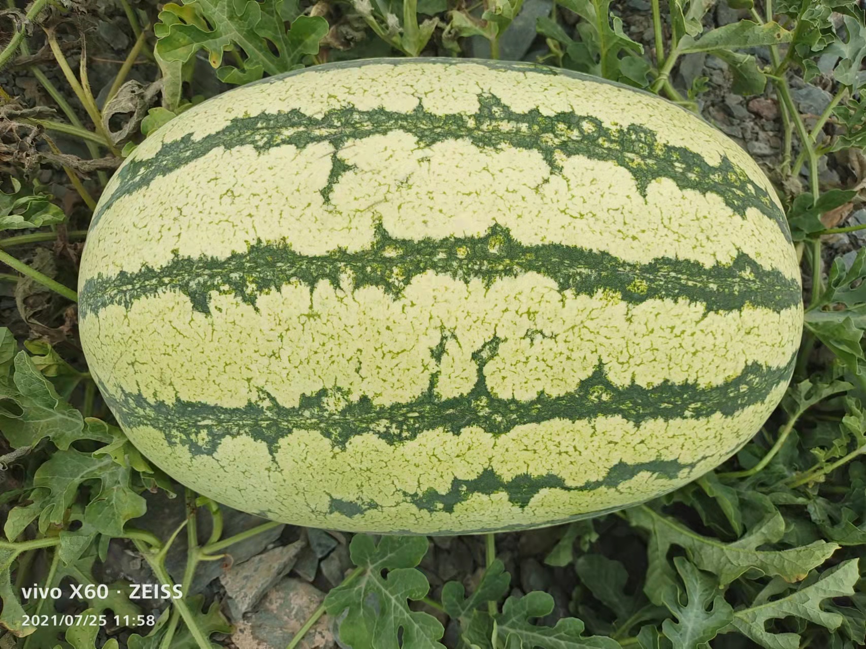 金城5號