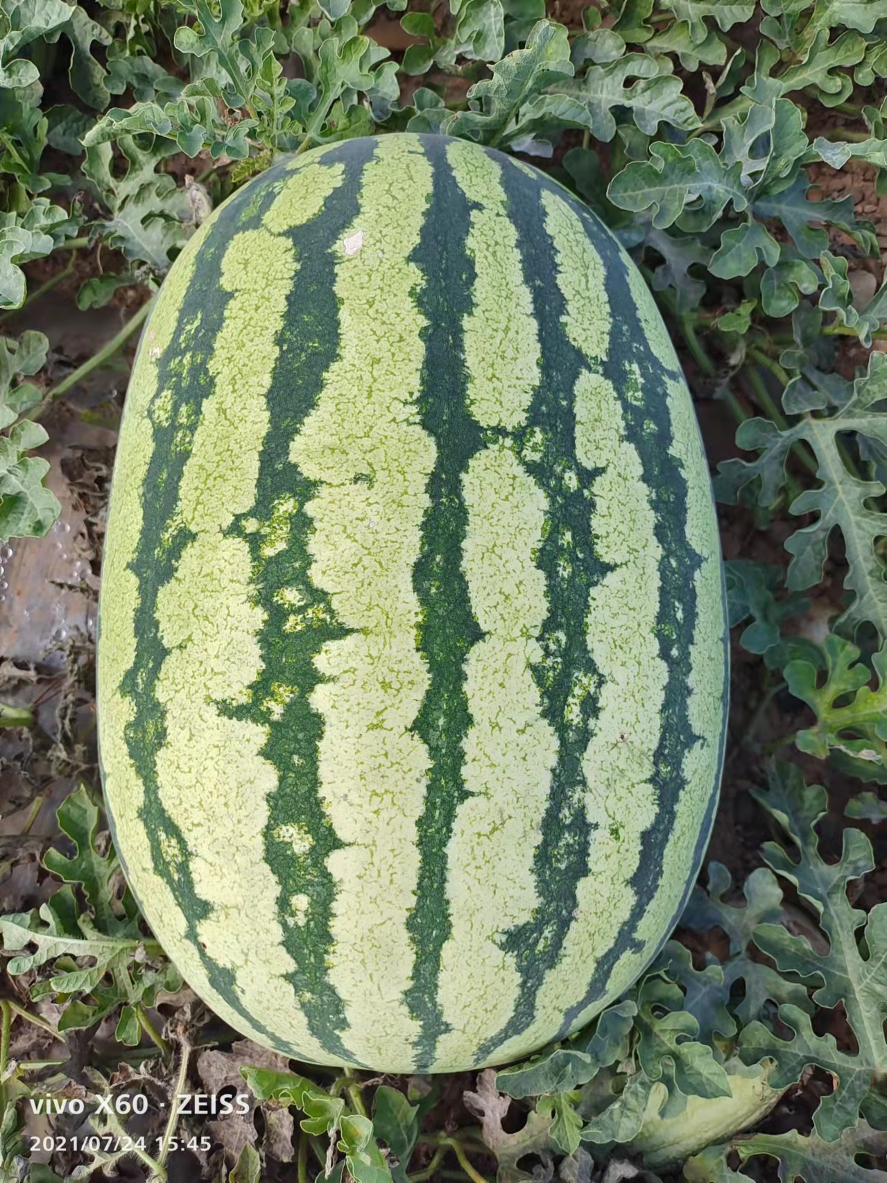金城5號